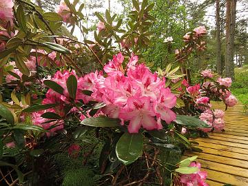 IMG_5599_Hachmann's_Charmant_1024px Rhododendron 'Hachmann's Charmant'