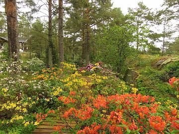 IMG_5602_Azaleas_1024px Rhodogarden, azaleas