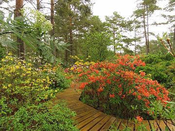 IMG_5603_Rhodogarden_azaleas_1024px Rhodogarden, azaleas