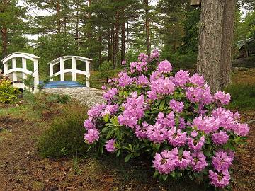 IMG_5606_Catawbiense_Grandiflorum_1024px Rhododendron 'Catawbiense Grandiflorum'