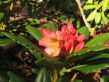 IMG_5612_Elsie_Maria_x_Böhmen_01_1024px Rhododendron 'Hehku' ('Elsie Maria' x 'Böhmen'), a cross by Kristian Theqvist