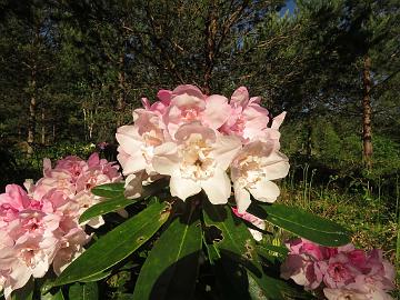 IMG_5619_HeluKenJ-02_Helsinki_University_x_Ken_Janeck_1024px Rhododendron 'Kyllikki' ('Helsinki University' x 'Ken Janeck'), a cross by Kristian Theqvist