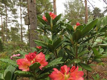 IMG_5624_ElsBöhm-01_Elsie_Maria_x_Böhmen_1024px Rhododendron 'Hehku' ('Elsie Maria' x 'Böhmen'), a cross by Kristian Theqvist