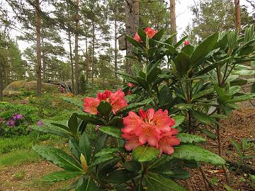 IMG_5625_ElsBöhm-01_Elsie_Maria_x_Böhmen_1024px Rhododendron 'Hehku' ('Elsie Maria' x 'Böhmen'), a cross by Kristian Theqvist