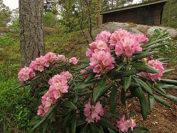 IMG_5627_MikkKal-02_Mikkeli_x_Kalink_1024px Rhododendron MikkKal-02 ('Mikkeli' x 'Kalinka'), a cross by Kristian Theqvist