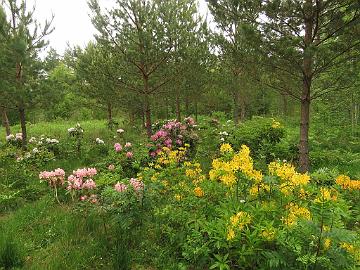 IMG_5629_Rhododendron_koekenttä_1024px Test field for Rhododendron crosses