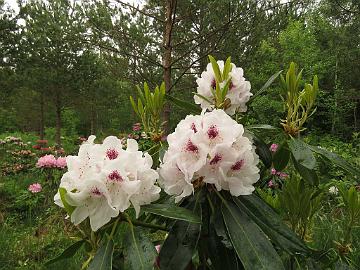 IMG_5630_HeluCals-07_Helsinki_University_x_Calsap_1024px Rhododendron HeluCals-07 ('Helsinki University' x 'Calsap'), a cross by Kristian Theqvist