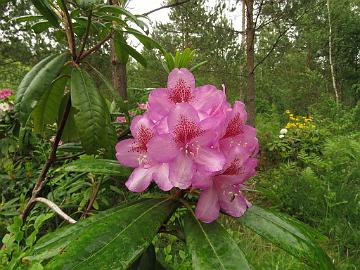 IMG_5632_PMABlueB-07_PMA_x_Blue_Bell_1024px Rhododendron PMABlueB-07 ('Helsinki University' x 'Blue Bell'), a cross by Kristian Theqvist