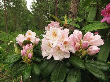 IMG_5634_HeluBlueB-05_Pernilla_1024px Rhododendron 'Pernilla' ('Helsinki University' x 'Blue Bell'), a cross by Kristian Theqvist