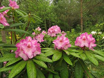 IMG_5636_HeluBlueB-03_Helsinki_University_x_Blue_Bell_1024px Rhododendron HeluBlueB-03 ('Helsinki University' x 'Blue Bell'), a cross by Kristian Theqvist