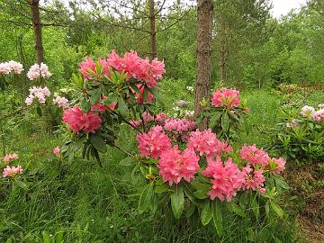 IMG_5640_HeluEls-02_Helsinki_University_x_Elsie_1024px Rhododendron HeluEls-02 ('Helsinki University' x 'Elsie Maria'), a cross by Kristian Theqvist