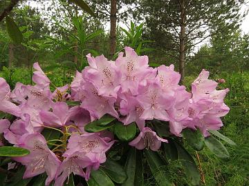 IMG_5643_MikkCals-05_Mikkeli_x_Calsap_1024px Rhododendron MikkCals-05 ('Mikkeli' x 'Calsap'), a cross by Kristian Theqvist