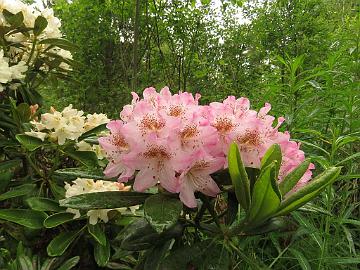 IMG_5645_MikkEls-08_Mikkeli_x_Elsie_1024px Rhododendron MikkEls-08 ('Mikkeli' x 'Elsie Maria'), a cross by Kristian Theqvist