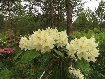 IMG_5647_MikkEls-03_Mikkeli_x_Elsie_1024px Rhododendron MikkEls-03 ('Mikkeli' x 'Elsie Maria'), a cross by Kristian Theqvist