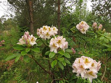 IMG_5649_Matterhorn_1024px Rhododendron 'Matterhorn'