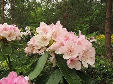 IMG_5653_HeluKenJ-02_Helsinki_University_x_Ken_Janeck_1024px Rhododendron 'Kyllikki' ('Helsinki University' x 'Ken Janeck'), a cross by Kristian Theqvist