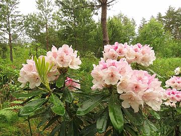 IMG_5654_HeluKenJ-02_Helsinki_University_x_Ken_Janeck_1024px Rhododendron 'Kyllikki' ('Helsinki University' x 'Ken Janeck'), a cross by Kristian Theqvist