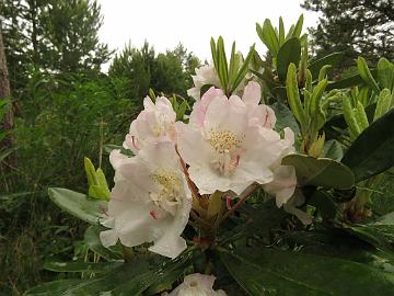 IMG_5655_HeluKenJ-03_Helsinki_University_x_Ken_Janeck_1024px Rhododendron HeluKenJ-03 ('Helsinki University' x 'Ken Janeck'), a cross by Kristian Theqvist