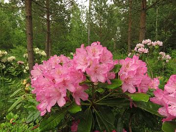 IMG_5658_MikkEls-02_Mikkeli_x_Elsie_1024px Rhododendron MikkEls-02 ('Mikkeli' x 'Elsie Maria'), a cross by Kristian Theqvist