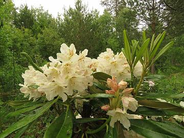 IMG_5662_MikkEls-07_Mikkeli_x_Elsie_1024px Rhododendron MikkEls-07 ('Mikkeli' x 'Elsie Maria'), a cross by Kristian Theqvist