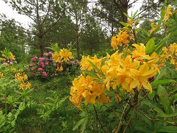 IMG_5669_luteum_x_Unique_02_1024px Rhododendron LutUniq-02 ( luteum x 'Unique'), a cross by Reijo Hahkala