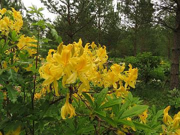 IMG_5670_luteum_x_Unique_01_1024px Rhododendron LutUniq-01 ( luteum x 'Unique'), a cross by Reijo Hahkala