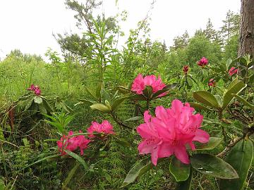 IMG_5672_HelliAme-01_Hellikki_x_America_1024px Rhododendron HelliAme-01 ('Hellikki' x 'America'), a cross by Kristian Theqvist