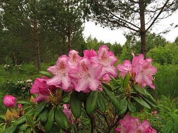 IMG_5676_ElvBlueB-01_Eija_1024px Rhododendron 'Eija' ('Elviira' x 'Blue Bell'), a cross by Kristian Theqvist