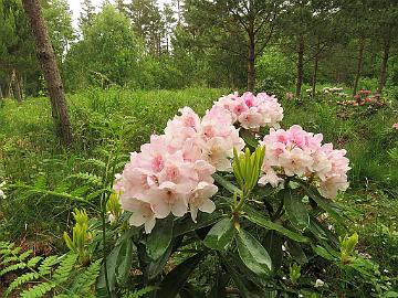 IMG_5680_HeluKenJ-02_Helsinki_University_x_Ken_Janeck_1024px Rhododendron 'Kyllikki' ('Helsinki University' x 'Ken Janeck'), a cross by Kristian Theqvist