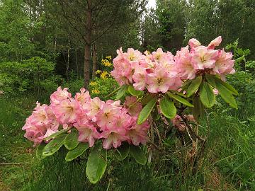 IMG_5682_KullGoldC-01_Kullervo_x_Golden_Coach_1024px Rhododendron KullGoldC-01 ('Kullervo' x 'Golden Coach'), a cross by Kristian Theqvist