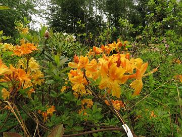 IMG_5684_GoldSunte-01_Golden_Lights_x_Sunte_Nectarine_tuoksuu_1024px Rhododendron GoldSunte-01 ('Golden Lights' x 'Sunte Nectarine'), a cross by Kristian Theqvist