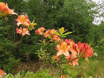 IMG_5686_Schneegold_x_Aprikot_SchneeApri-05_1024px Rhododendron SchneeApri-05 ('Schneegold' x 'Aprikot'), a cross by Kristian Theqvist