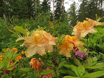 IMG_5688_GoldSunte-03_Golden_Lights_x_Sunte_Nectarine_tuoksuu_1024px Rhododendron GoldSunte-03 ('Golden Lights' x 'Sunte Nectarine'), a cross by Kristian Theqvist