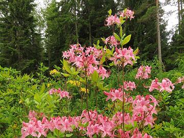 IMG_5690_prinophyllum_ARS410-05_1024px Rhododendron prinophyllum