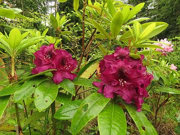 IMG_5692_Olin_O_Dobbs_1024px Rhododendron 'Olin O. Dobbs'