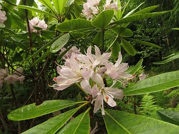 IMG_5694_Pekka_x_fortunei_PekkFort-02_1024px Rhododendron PekkFort-02 ('Pekka' x fortunei ), a cross by Kristian Theqvist