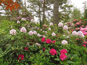 IMG_5702_Peace's_American_Beauty_and_Calsap_1024px Rhododendron 'Calsap' and 'Pearce's American Beauty'