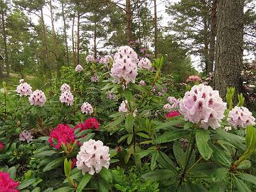 IMG_5703_Calsap_1024px Rhododendron 'Calsap'