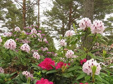 IMG_5704_Peace's_American_Beauty_and_Calsap_1024px Rhododendron 'Pearce's American Beauty' and 'Calsap'