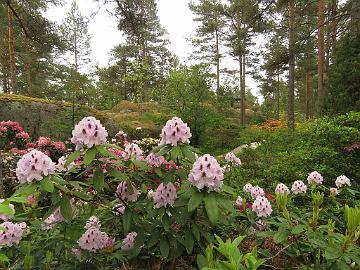 IMG_5705_Calsap_1024px Rhododendron 'Calsap'