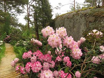 IMG_5706_Hachmann's_Charmant_Brigitte_1024px Rhododendron 'Hachmann's Charmant' and 'Brigitte'