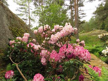 IMG_5707_Hachmann's_Charmant_Brigitte_1024px Rhododendron 'Hachmann's Charmant' and 'Brigitte'
