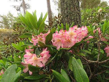 IMG_5709_Elsie_Maria_1024px Rhododendron 'Elsie Maria'