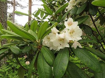 IMG_5710_brachycarpum_var_tigerstedtii_Mustilasta_1024px Rhododendron brachycarpum ssp. tigerstedtii