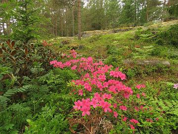 IMG_5715_Rosalind_1024px Rhododendron 'Rosalind'