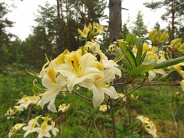 IMG_5759_Illusia_1024px Rhododendron 'Illusia