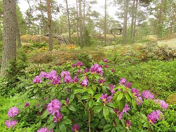 IMG_5761_Purpureum_Grandiflorum_1024px Rhododendron 'Purpureum Grandiflorum'