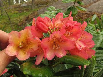 IMG_5766_ElsBöhm_01_vs_Böhmen Rhododendron 'Hehku' ('Elsie Maria' x 'Böhmen'), a cross by Kristian Theqvist, a flower of 'Böhmen on left as reference