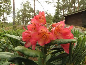 IMG_5767_ElsBöhm-01_Elsie_Maria_x_Böhmen_1024px Rhododendron 'Hehku' ('Elsie Maria' x 'Böhmen'), a cross by Kristian Theqvist