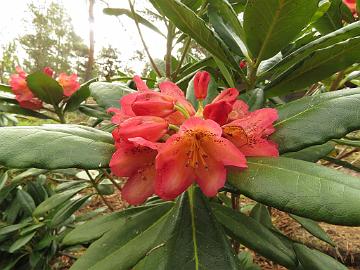 IMG_5769_ElsBöhm-01_Elsie_Maria_x_Böhmen_1024px Rhododendron 'Hehku' ('Elsie Maria' x 'Böhmen'), a cross by Kristian Theqvist